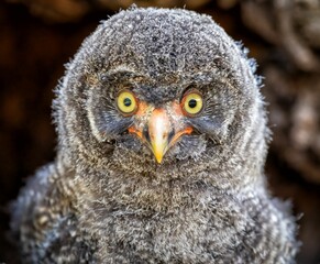 Fototapeta premium Closeup shot of a young Great gray owl on the blurry background