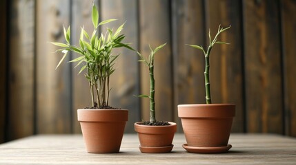 Three potted bamboo plants on a wooden table.