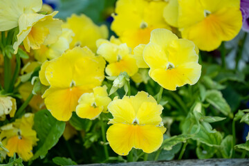 close-up of beautiful summer flowering brightly coloured Pansies (Viola tricolor var. hortensis)