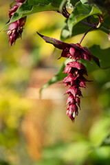close-up of a Himalayan Honeysuckle, Pheasant Berry (Leycesteria formosa 'Purple Rain')
