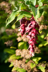 close-up of a Himalayan Honeysuckle, Pheasant Berry (Leycesteria formosa 'Purple Rain')