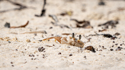Ghost Crab on the Beach