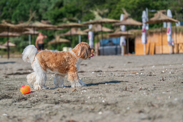 dog with sun umbrellas on the beach