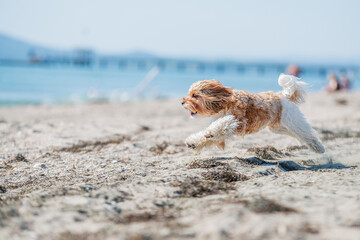dog running on the beach with pierre on the back