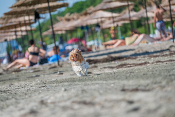 dog on a each with umbrellas