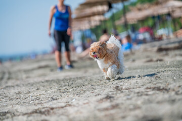 dog running on the beach