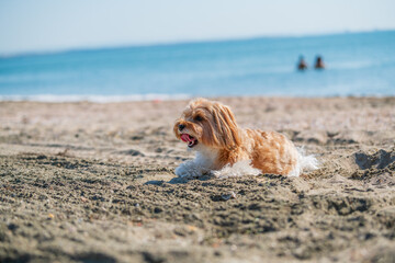dog playing on the beach