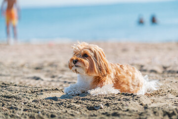 dog in the sand