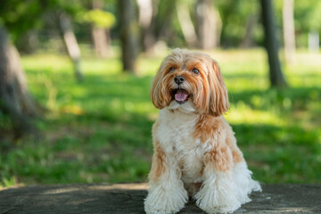 dog sitting in the park
