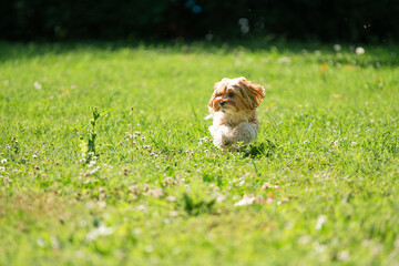 doggy running towards you