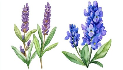 Fototapeta premium Watercolor lavender and wildflower arrangements with green leaves and branches