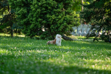 Naklejka premium dog back on grass