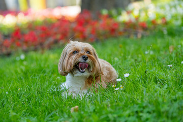dog yalling in green grass