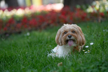 dog showing toungue on grass and flowers