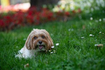 dog showing toungue on grass and flowers