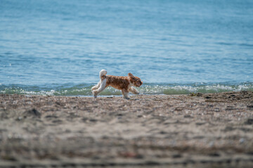 dog on the beach