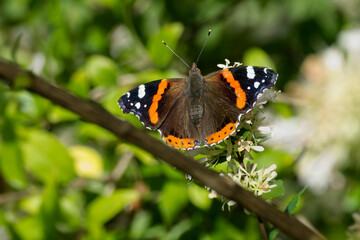 Red admiral butterfly (Vanessa Atalanta) perched on a white flower in Zurich, Switzerland