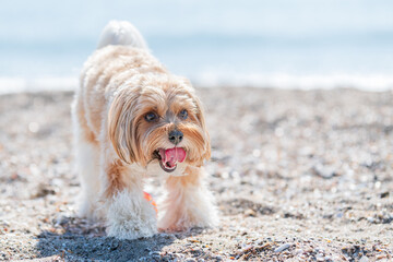 dog  showing tongue on the beach