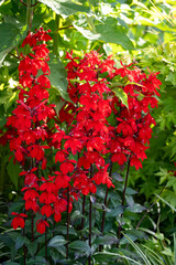close-up of beautiful vibrant bright red flowering Lobelia Cardinalis plant, a perennial herbaceous pond plant
