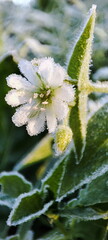 small white flower covered with frost