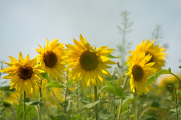 close-up of a Sunflower (Helianthus annuus) 