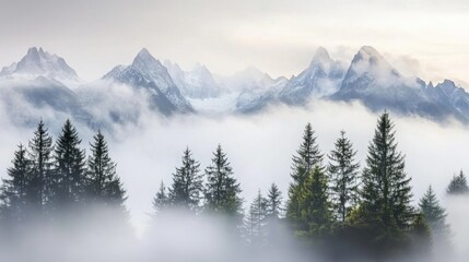 Obraz premium Misty Mountain Landscape with Evergreen Trees