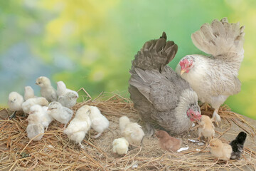 Two adult hens are foraging in a pile of dry grass with their newborn chicks. This animal has the scientific name Gallus gallus domesticus.