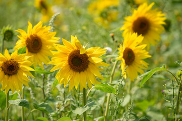 close-up of a Sunflower (Helianthus annuus) 