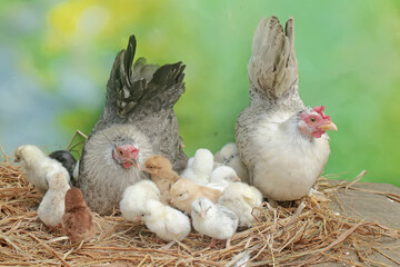 Two adult hens are foraging in a pile of dry grass with their newborn chicks. This animal has the scientific name Gallus gallus domesticus.