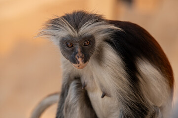 Close up red monkey in zanzibar