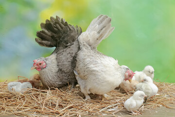 Two adult hens are foraging in a pile of dry grass with their newborn chicks. This animal has the scientific name Gallus gallus domesticus.