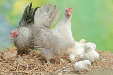 Two adult hens are foraging in a pile of dry grass with their newborn chicks. This animal has the scientific name Gallus gallus domesticus.