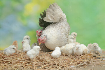Two adult hens are foraging in a pile of dry grass with their newborn chicks. This animal has the scientific name Gallus gallus domesticus.