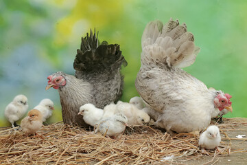 Two adult hens are foraging in a pile of dry grass with their newborn chicks. This animal has the scientific name Gallus gallus domesticus.