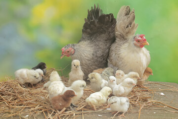 Two adult hens are foraging in a pile of dry grass with their newborn chicks. This animal has the scientific name Gallus gallus domesticus.