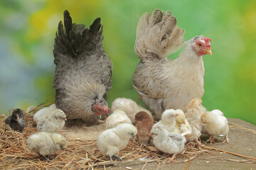 Two adult hens are foraging in a pile of dry grass with their newborn chicks. This animal has the scientific name Gallus gallus domesticus.