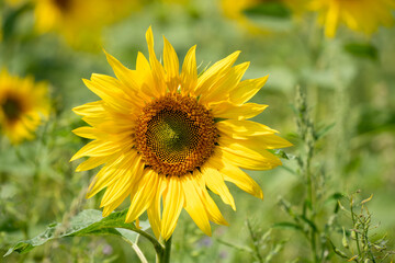 close-up of a Sunflower (Helianthus annuus) 