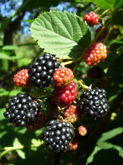 Maturing and ripe red and black fruits on twig of Blackberry bush with green leaves on sunny summer day - close-up shot. Topics: fruiting, health, food, natural vitamins, ripe, delicious