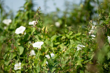 white flowers from field bindweed a.k.a. bearbine, bethbine, cornbine, field convolvulus, wild convolvulus (Convolvulus arvensis L)