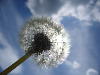 Fototapeta premium Dandelion, Taraxacum officinale with seeds glistening on sunlight on blue sunny sky - close-up shot. Topics: beauty of nature, sun energy, natural environment, blooming, vegetation, flora, macro