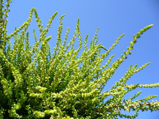 Green bush of Heathers plant and blue sky - natural floral background. Topics: beauty of nature, blooming, natural environment, vegetation, season, summer