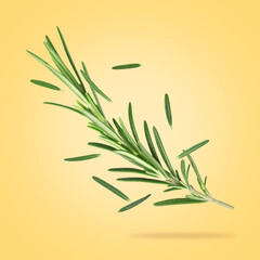 Fresh rosemary in air on orange background