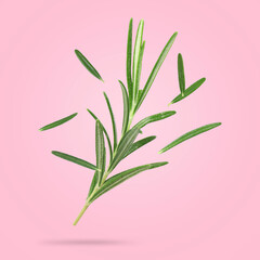 Fresh rosemary in air on pink background