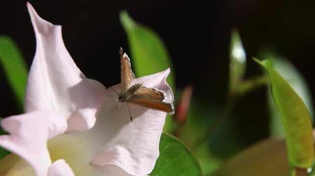 Short clip of a geranium bronze butterfly cacyreus marshalli on a mandevilla dipladenia blossom