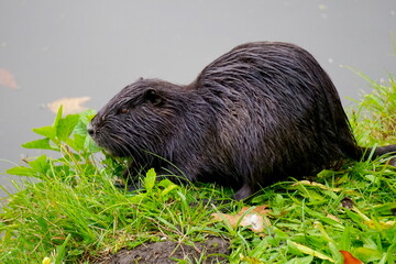 Nutria an einem Teich