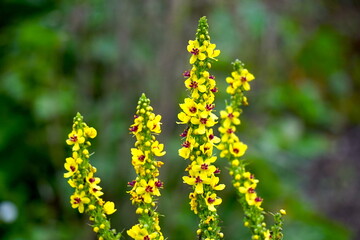 Blüte der schwarzen Königskerze