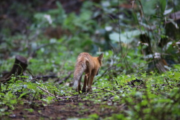 キタキツネの後ろ姿