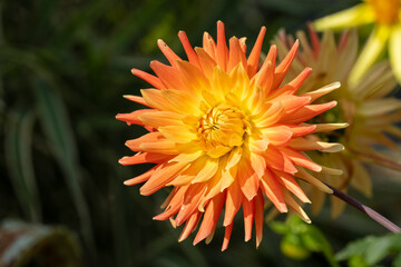 Obraz premium beautiful close-up of a Dahlia flower in summer bloom