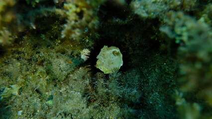 Seashell of saddle oyster or European jingle shell, European saddle oyster (Anomia ephippium) undersea, Aegean Sea, Greece, Halkidiki, Pirgos beach