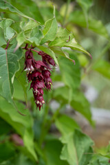 close-up of a Himalayan Honeysuckle, Pheasant Berry (Leycesteria formosa 'Purple Rain')